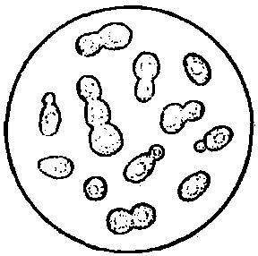 1.5.5 生物法制浆